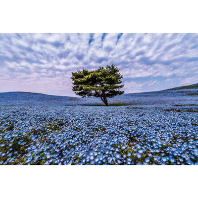 Ingooood Wooden Jigsaw Puzzle 1000 Pieces for Adult-Nemophila - Ingooood jigsaw puzzle 1000 piece