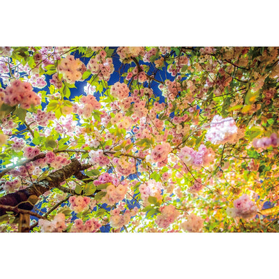 Ingooood Wooden Jigsaw Puzzle 1000 Pieces for Adult-Pink flowers - Ingooood jigsaw puzzle 1000 piece