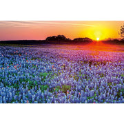 Ingooood Wooden Jigsaw Puzzle 1000 Pieces for Adult-Lavender in the sunset - Ingooood jigsaw puzzle 1000 piece